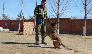 训犬师培训学校哪里好 训犬师培训学校