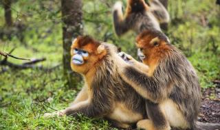 神农架真的有野人生存吗 神农架野人图片